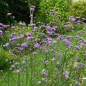 Verbena bonariensis